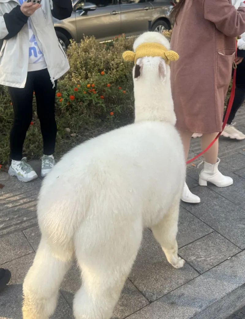 DƬ